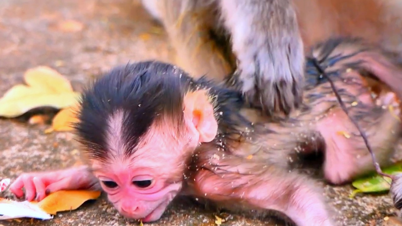 Live: Newborn Baby Monkey Finds a Calm Spot with Mama Rany 💛🐒