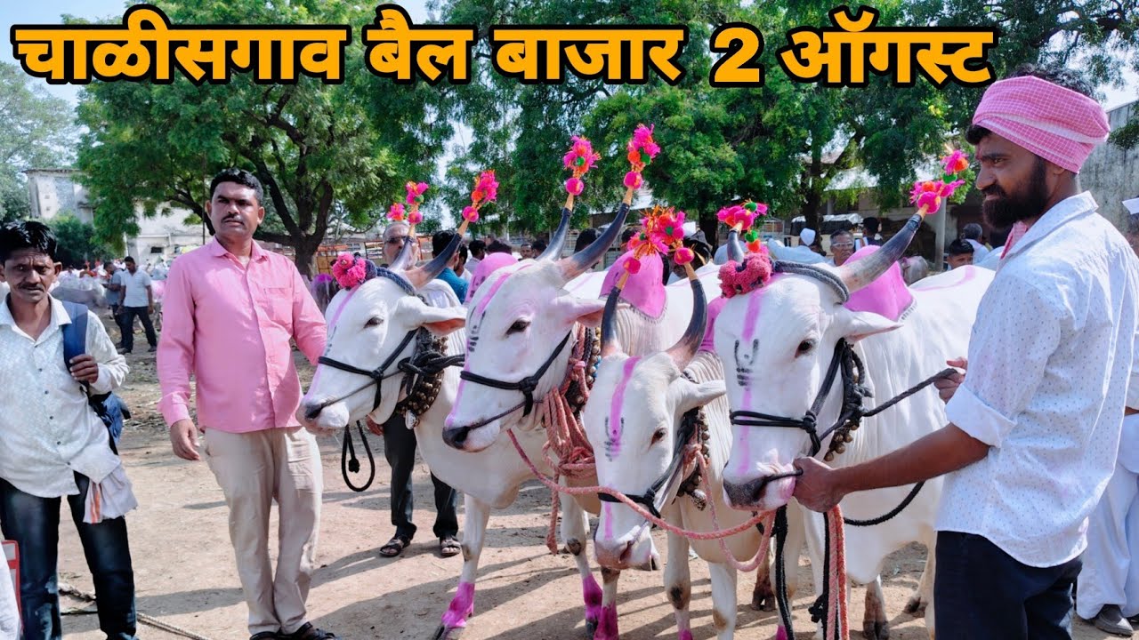 Chalisgaon bail bazar | चाळीसगाव बैल बाजार 2 ऑगस्ट 2025 | chalisgaon bail bazar 2025