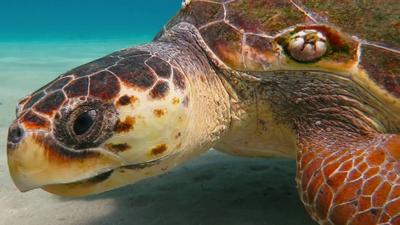 Η Χελώνα Καρέτα - The Loggerhead Sea Turtle