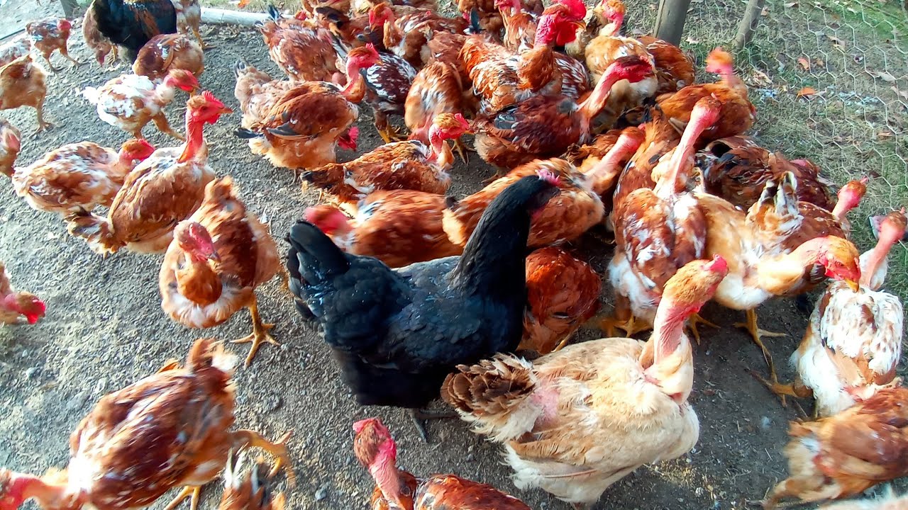 Dicas para deixar o frango Caipir&atilde;o identico ao Caipira