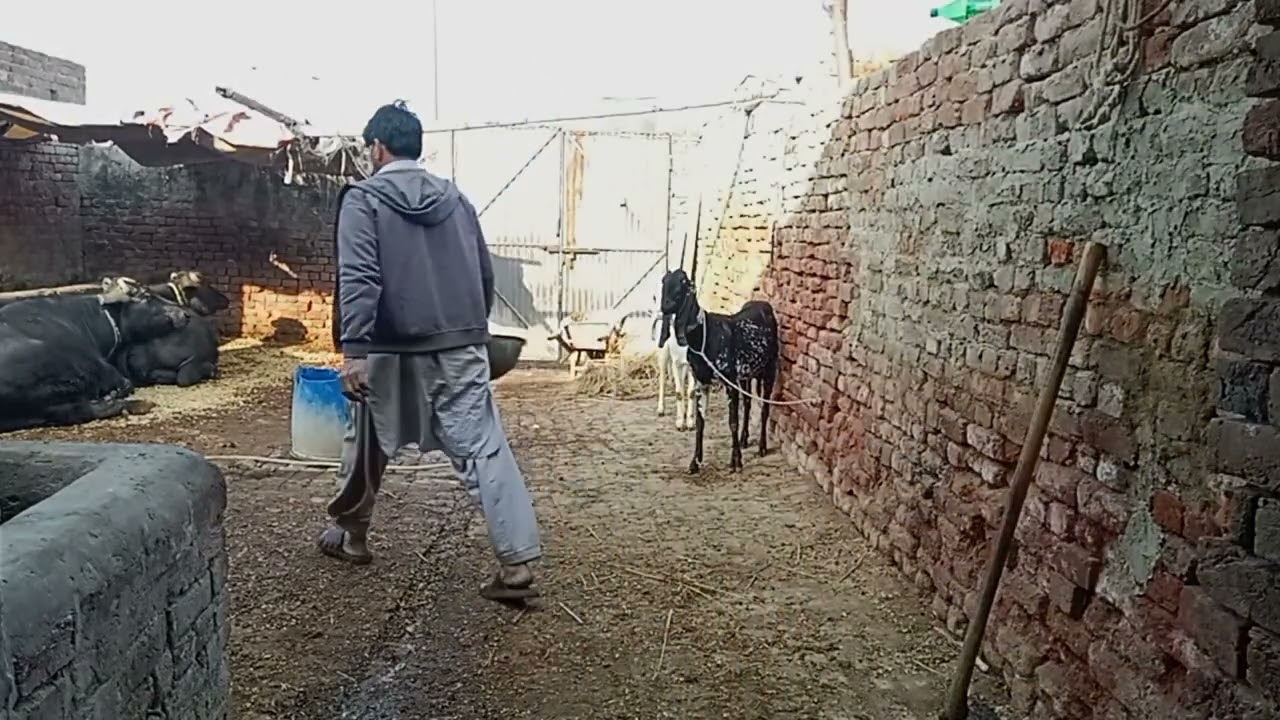 I Bought a Pregnant Goat 🐐 | New Addition to My Village Farm