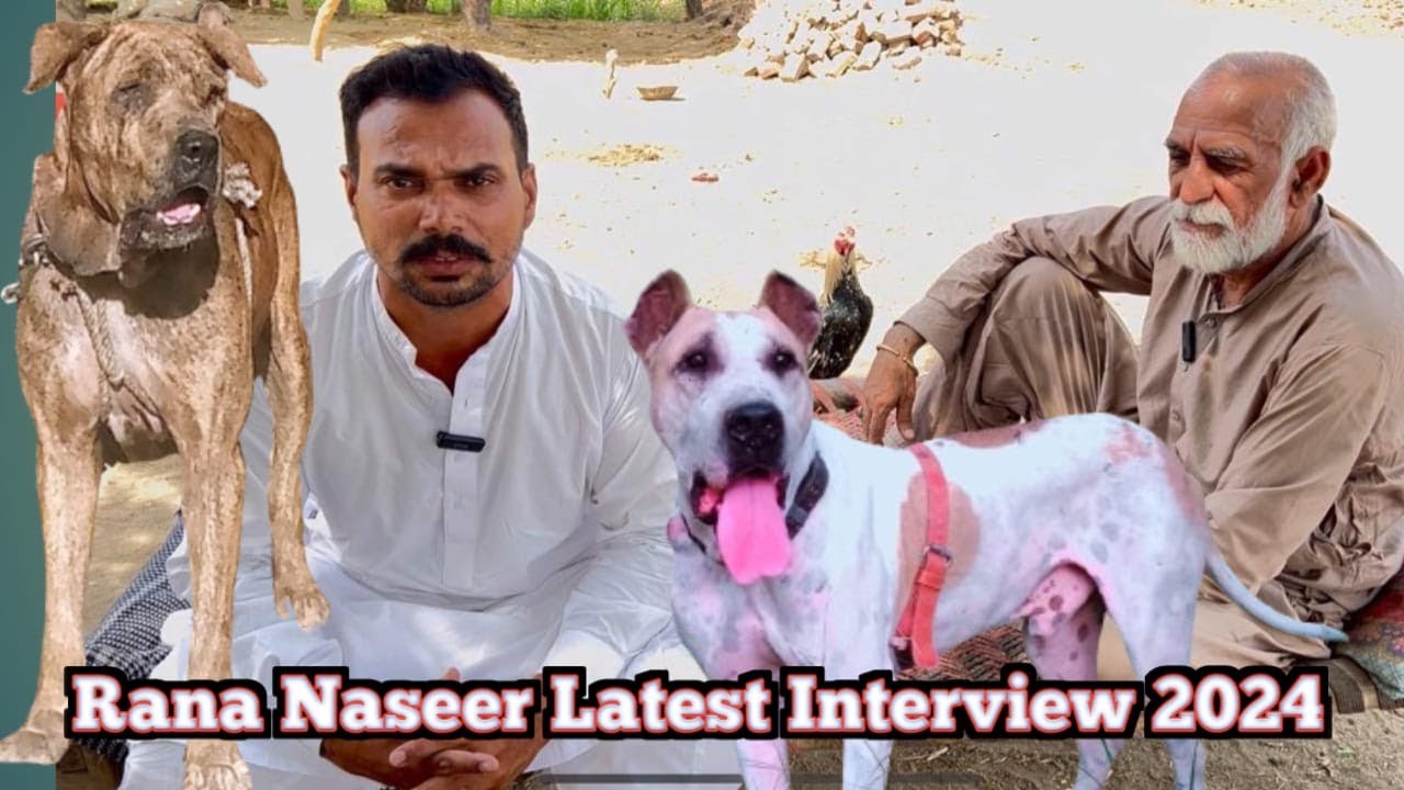 4 Biggest Bully Dogs | Horses | Owner Rana Naseer Sab Full Interview