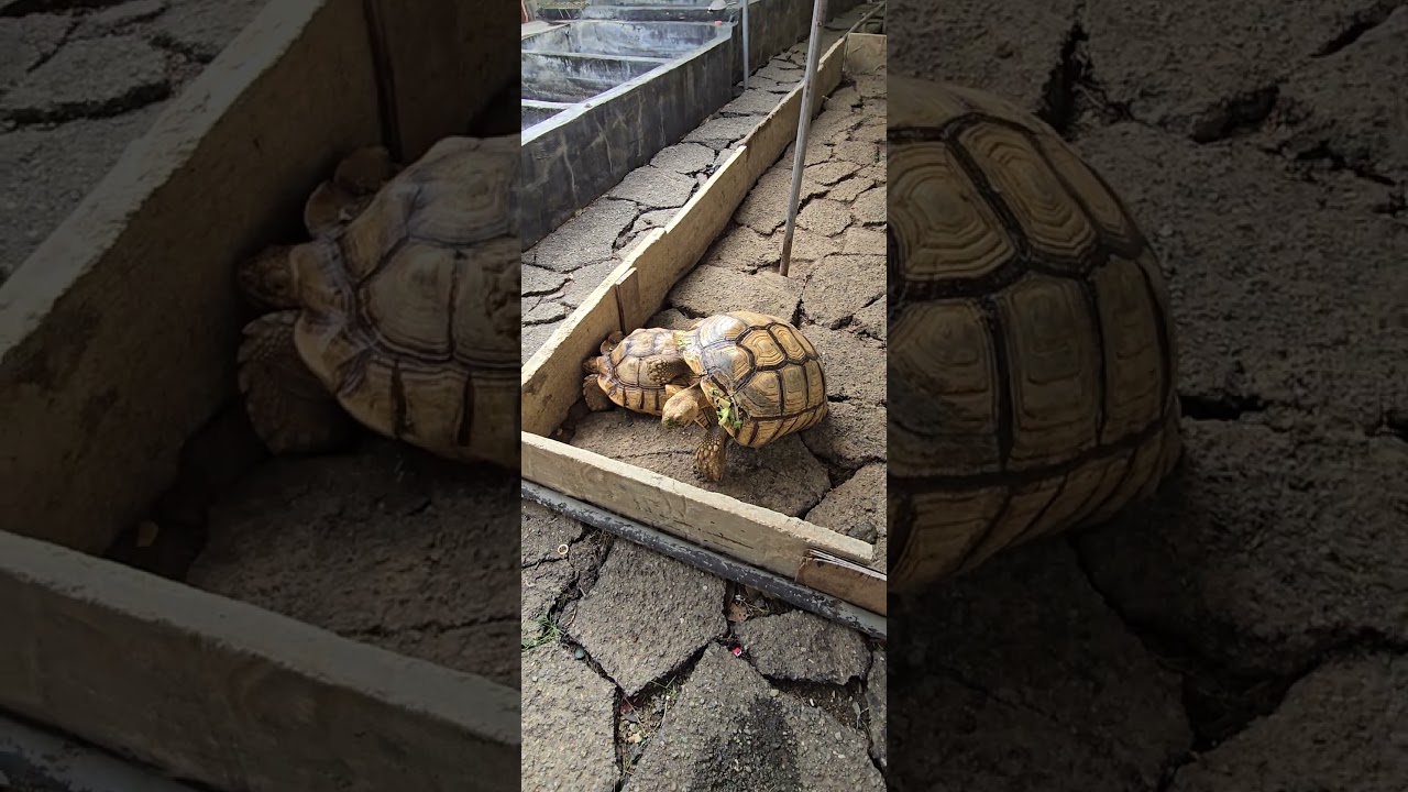 Tortiose #short #shortsviral #shortsfeed #shorts #pet #pets #tortoise