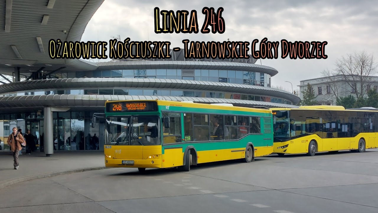 MAZ 103.465 #918 - Irex/Meteor Świętochłowice Linia 246 (V/Max)