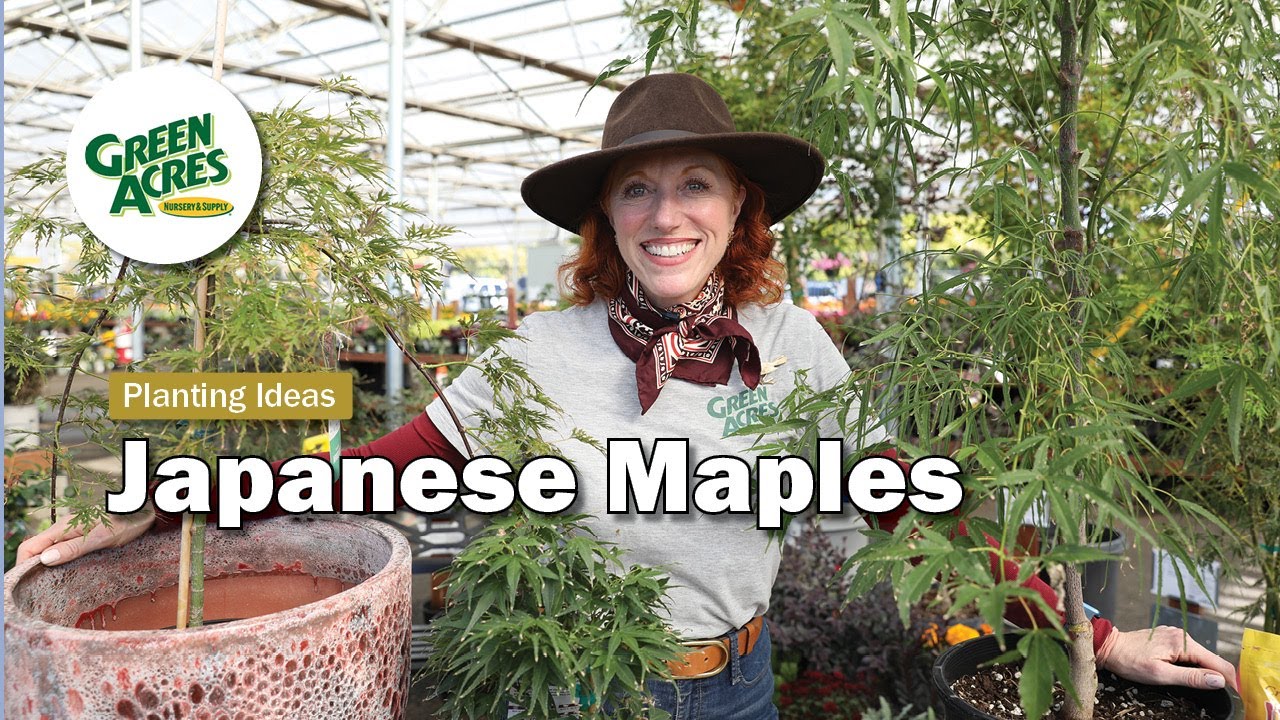 Japanese Maples
