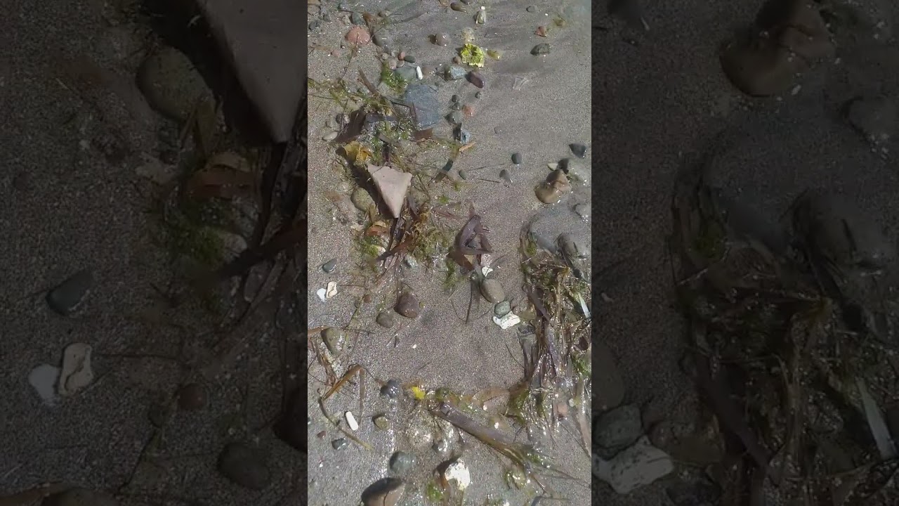 fishing sea worm tutorial kong paano hulihin#fishingtechniques