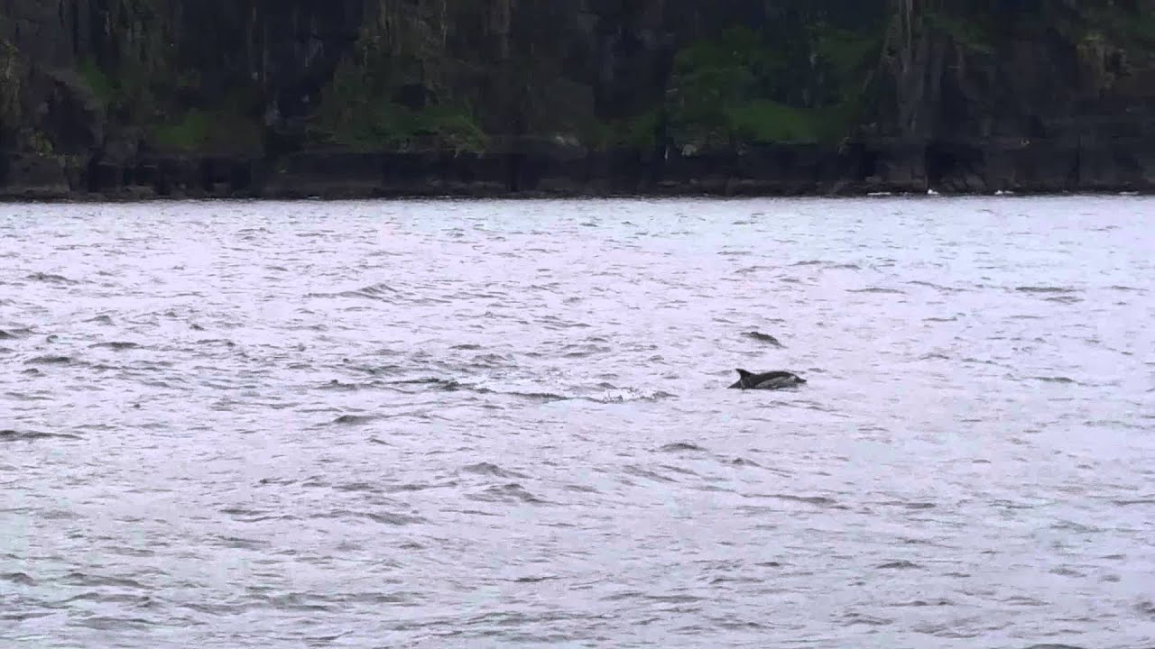 Wild dolphins in ireland