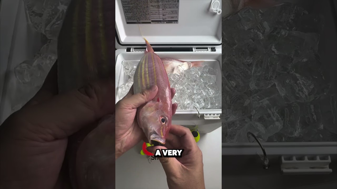 This Bait Tricks Every Fish! 🎣😱 (Credit: kanama_bait)