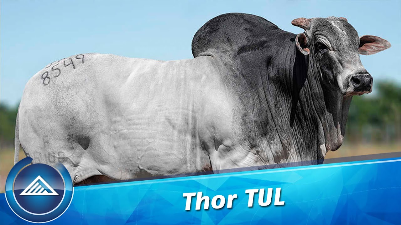 Thor Tul