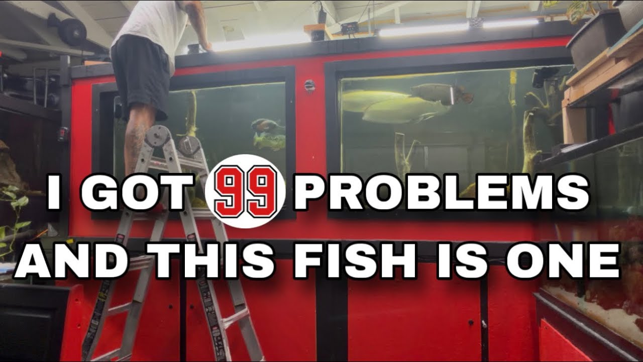 I GOT 99 PROBLEMS AND THIS FISH IS ONE!!