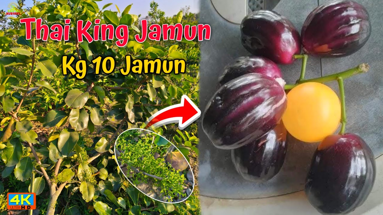Thai King Black Jamun new variety Thailand ka