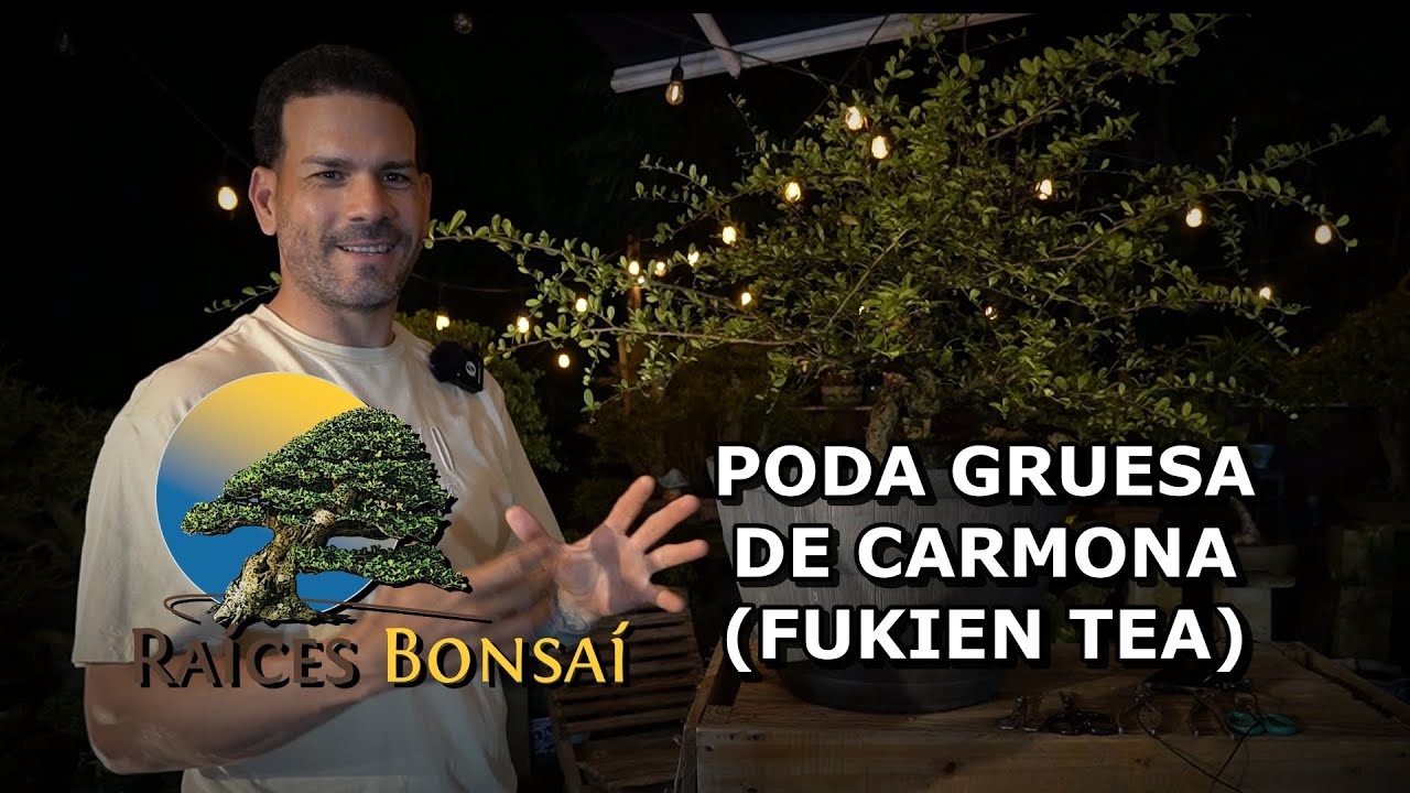 Poda gruesa a Carmona (Fukien Tea) | Desde el Jardín | Proyectos 2025 | Raíces Bonsái