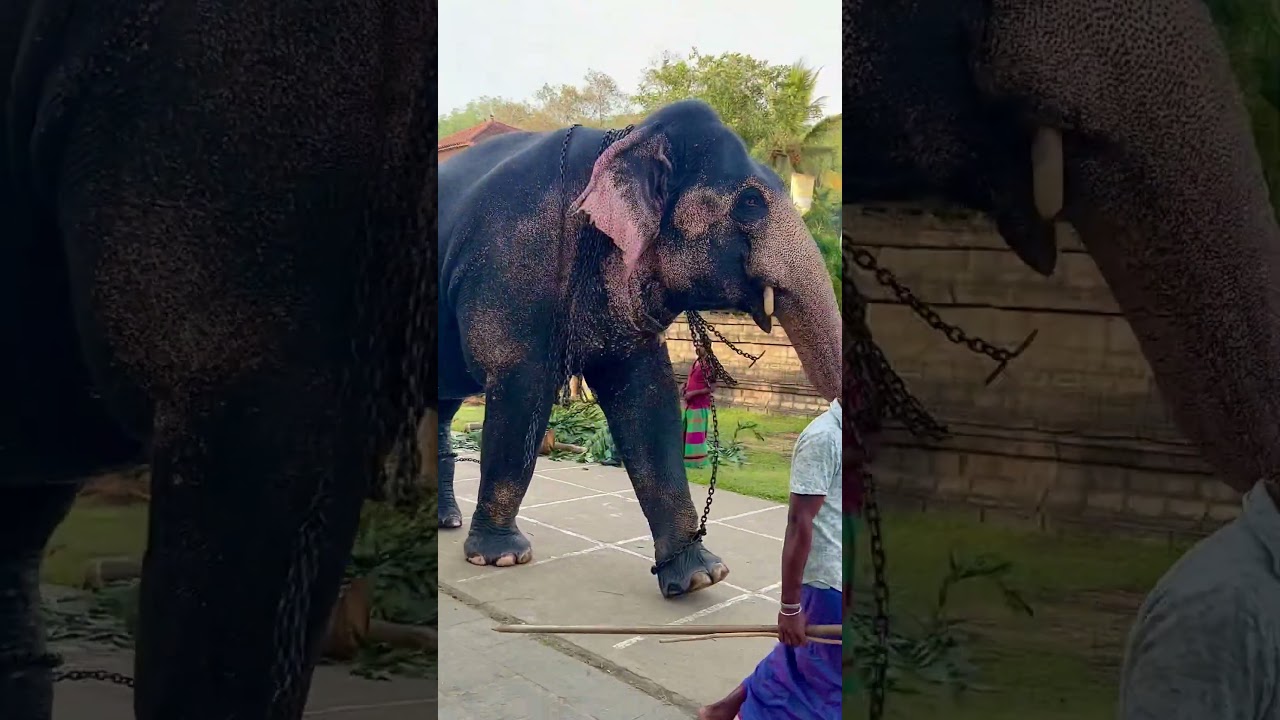 First Night of Kumbal Perahera &ndash; Elephants in Style! 🎉