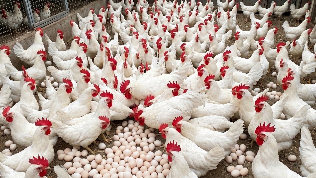 Massive Egg Harvest! Hundreds of Fresh Eggs Collected Daily 🥚🐔