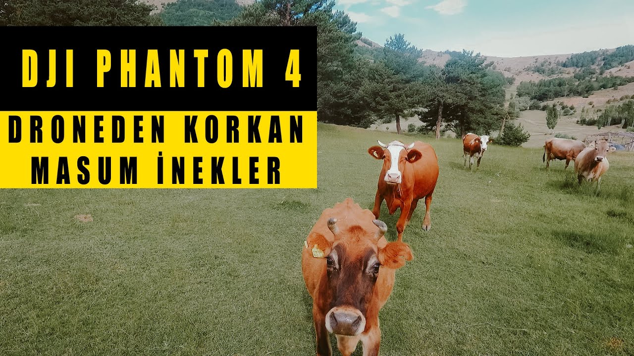 DJI PHANTOM 4 - DRONEDEN KORKAN MASUM İNEKLER