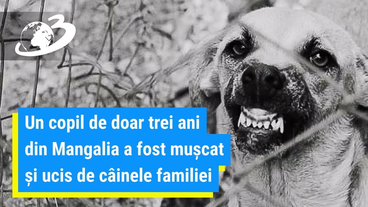Un copil de doar trei ani din Mangalia a fost mușcat și ucis de câinele familiei