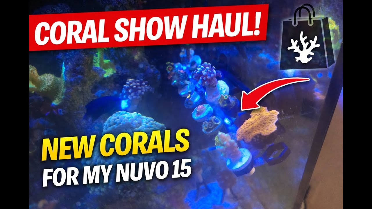 I Went to Reefing USA… and Came Home With THESE Corals!