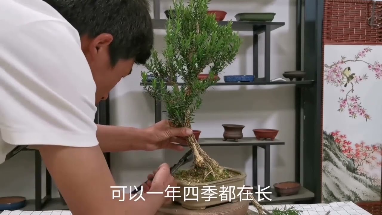 盆龄六年的雀舌黄杨盆景，干嘛要锯掉？