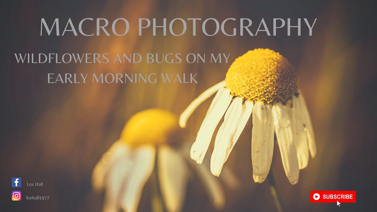 wildflowers and insect photography for beginners.