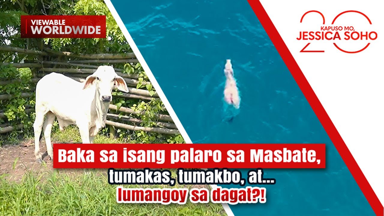 Baka sa isang palaro sa Masbate, tumakas, tumakbo, at lumangoy sa dagat?! | Kapuso Mo, Jessica Soho