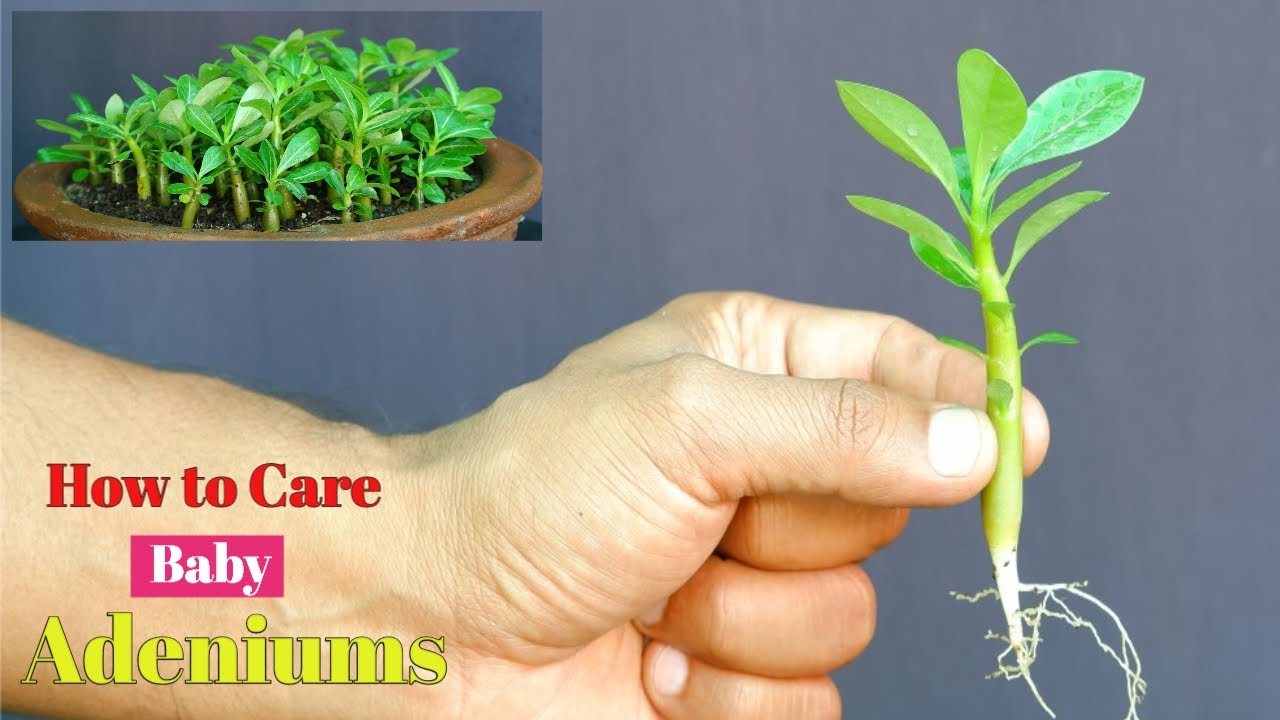 How to take Care of Baby Adeniums/ Top 5 Tips