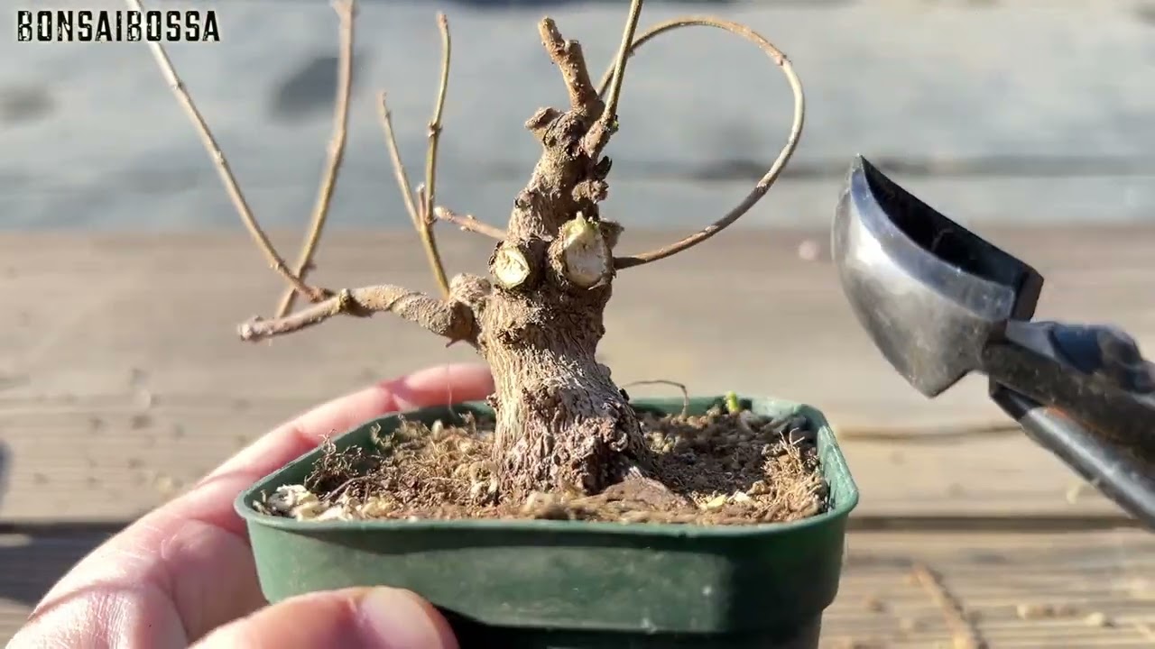 ミヤサマカエデの素材いじり１２ #盆栽 #bonsai
