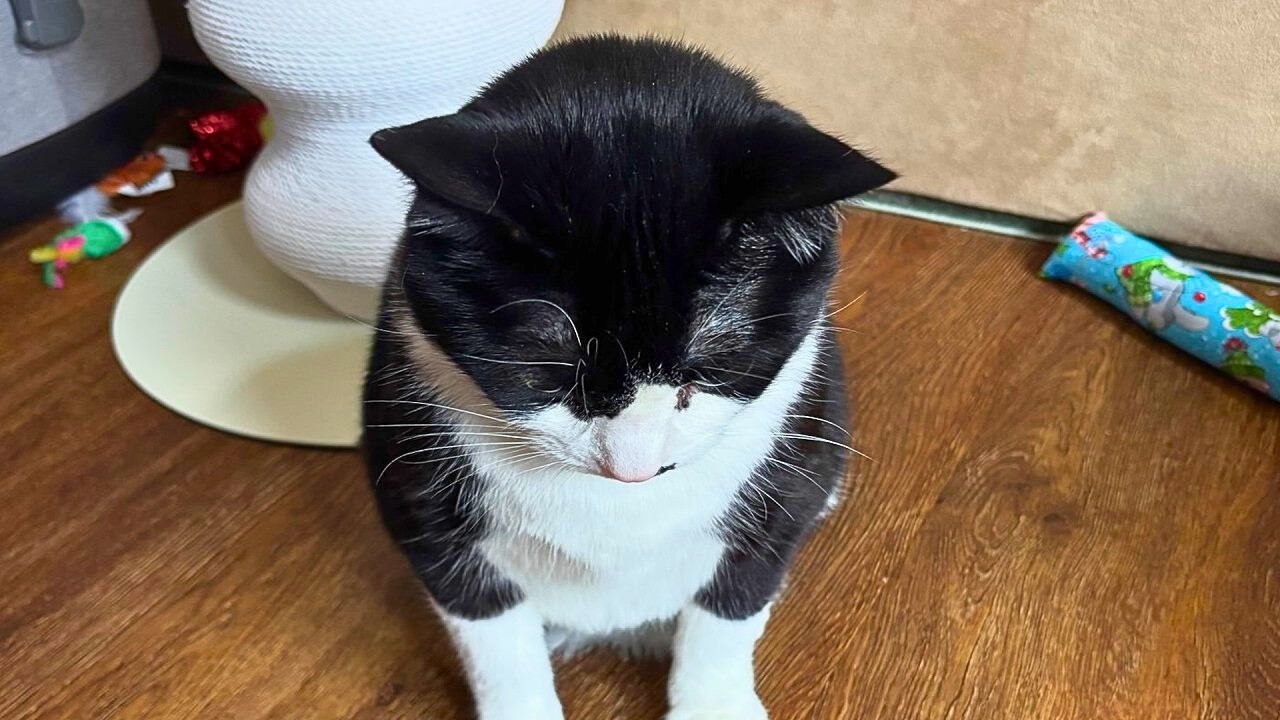 No One Wanted This Shy Cat… Until