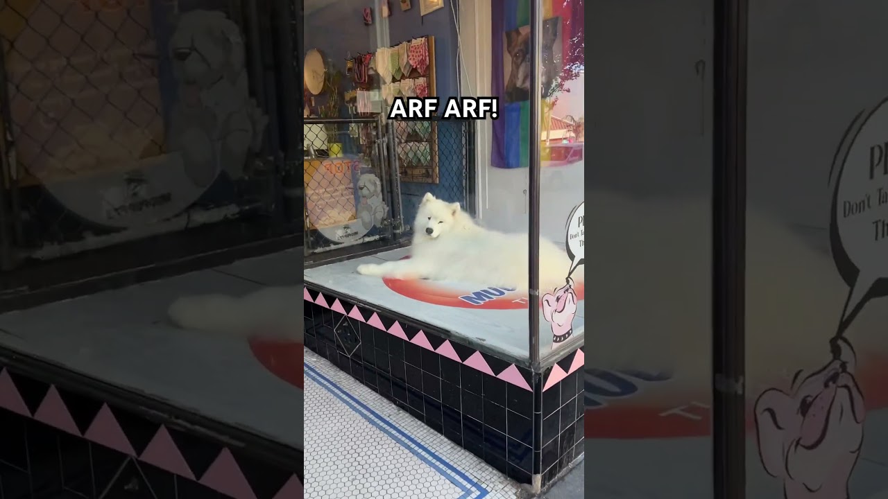 Samoyed in the window for sale?! 🥹 #dog #cute #fluffy #doglover