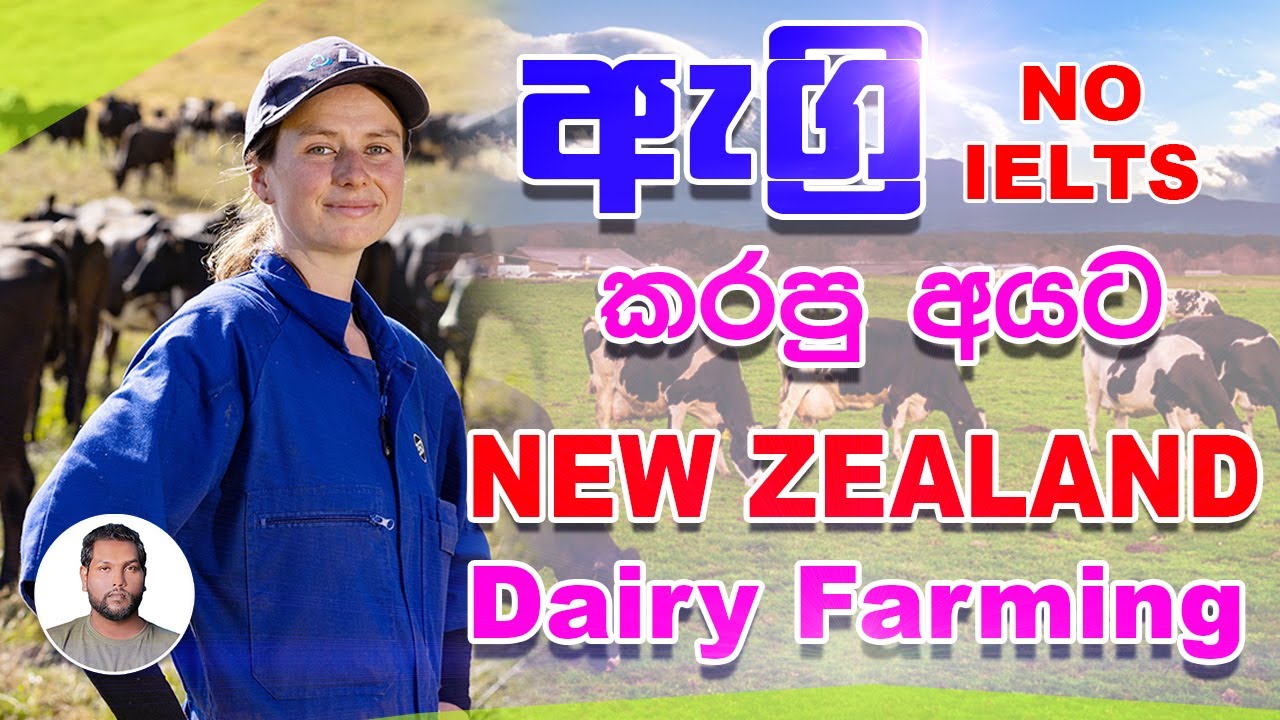 Dairy farm worker new Zealand | Farm jobs in new Zealand | NZ dairy farmer | NO IELTS | SL TO UK