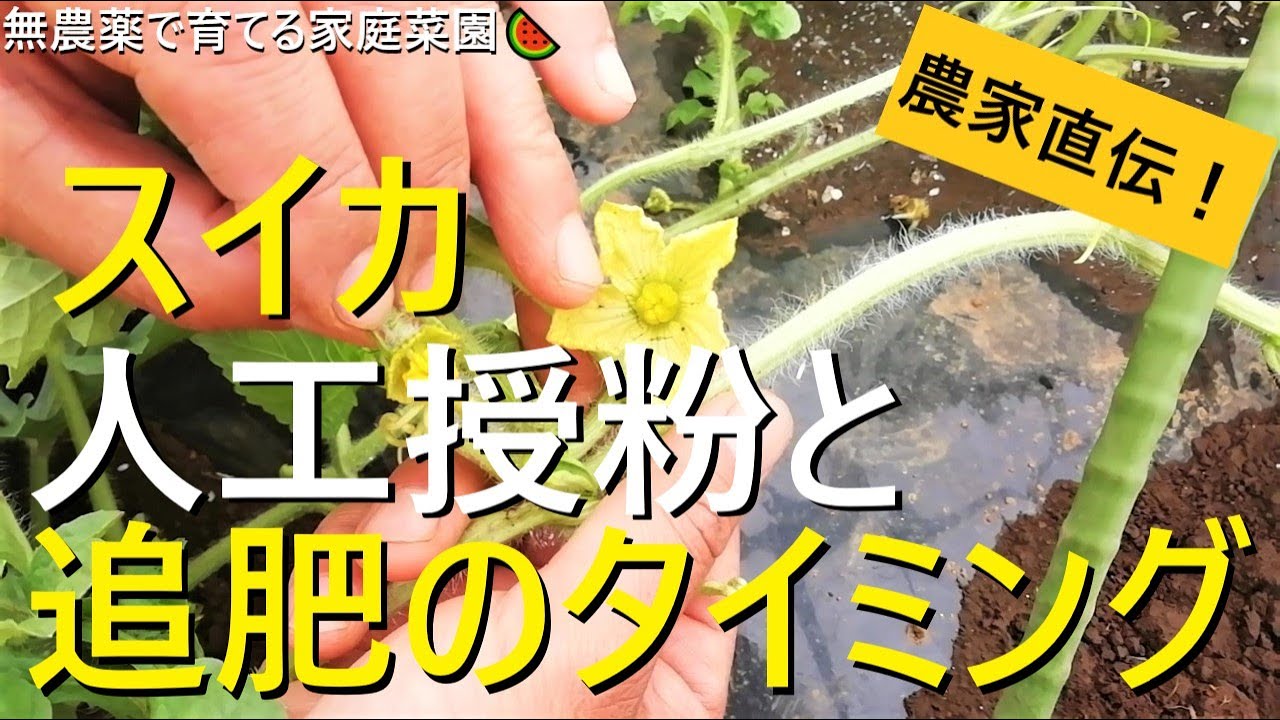 スイカ栽培🍉効果的な人工授粉のやり方と追肥のタイミング【有機農家直伝！無農薬で育てる家庭菜園】　22/6/11