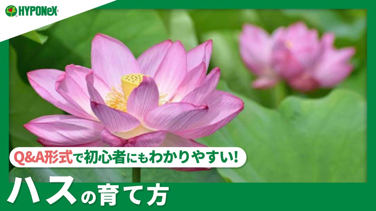 ☘192：【Q&A】ハスの育て方｜実は簡単？花を長く咲かせるコツは？水やりや肥料などの管理方法もご紹介