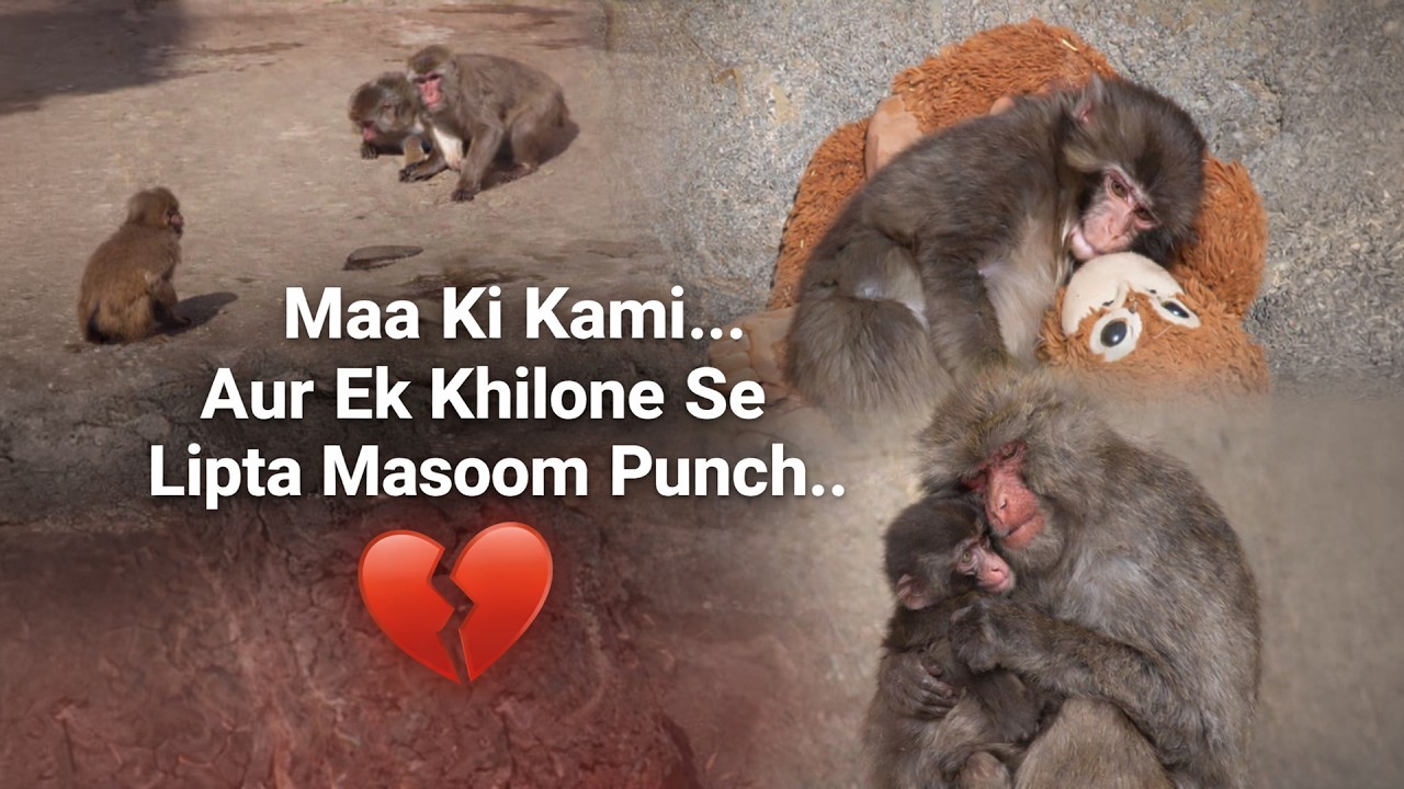 Maa Ki Kami… Aur Ek Khilone Se Lipta Masoom Punch - Dil Ko Chhoo Jane Wali Kahani