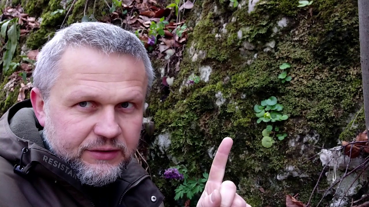 Geofity wiosenne - Rezerwat Pazurek 2020