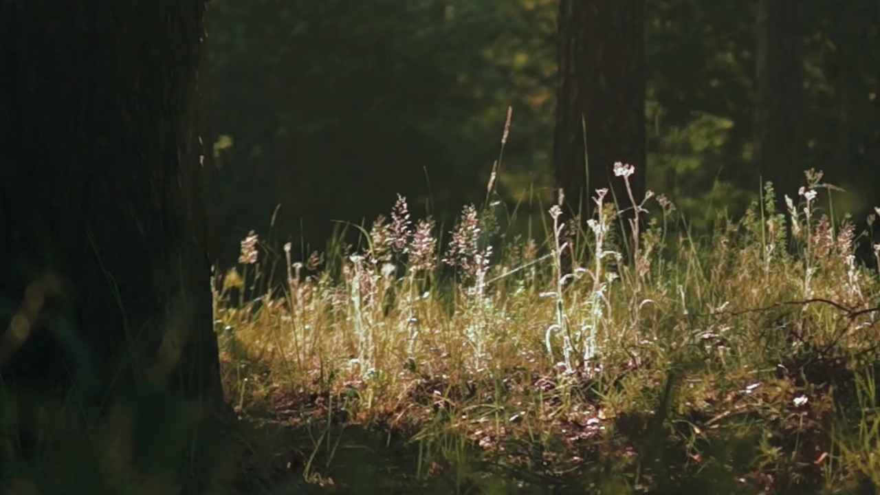 Evening Forest Ambience | Sunlight Through Trees & Gentle Birdsong (1 Hour)
