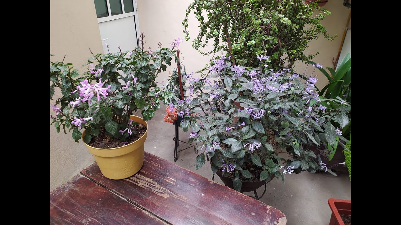 Plectranthus Monalisa / Mantenimiento y Plaga