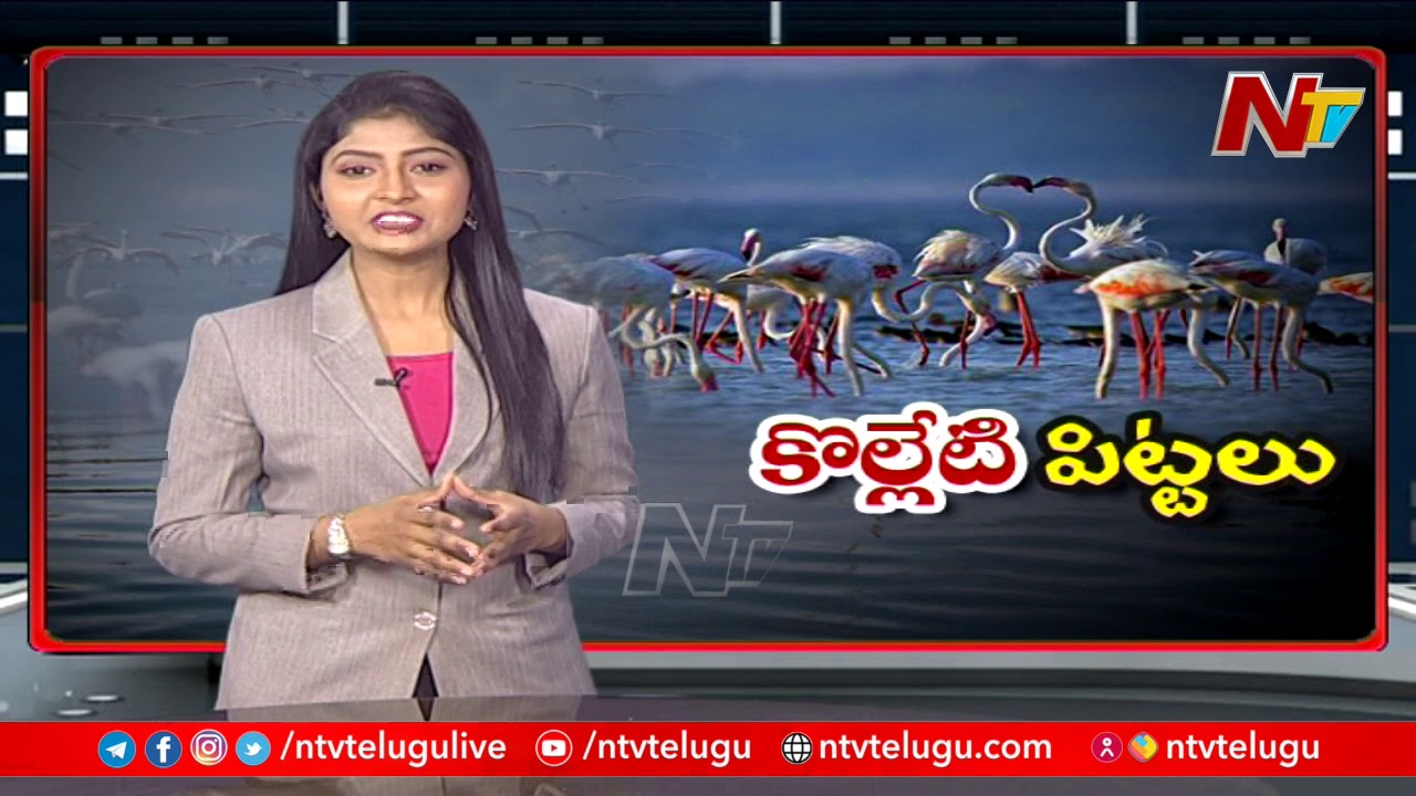 పక్షులతో కళకళలాడుతున్న కొల్లేటి తీరం..! | Special Focus On Migratory Birds Arrive at Kolleru Lake |