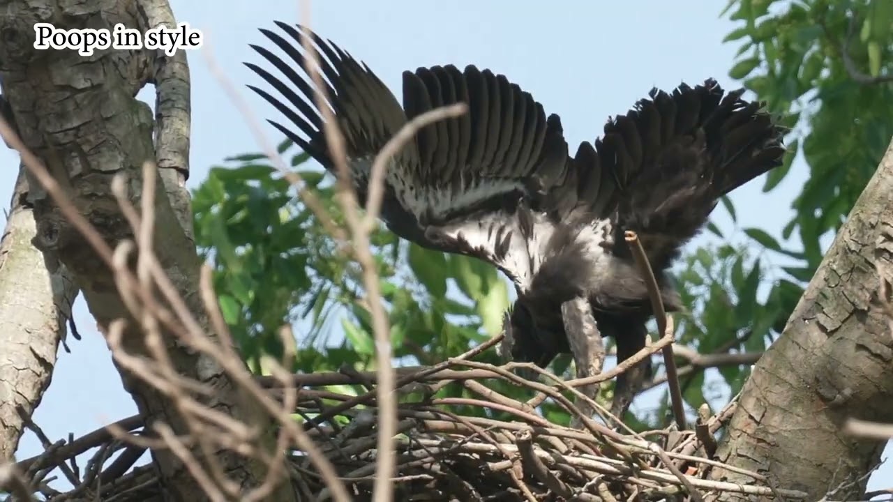 Changeable Hawk Eagle Nest Highlights