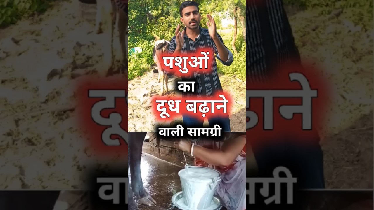 Method to increase milk production of cow and buffalo #dairyfarm #dairyfarming #milkincrease