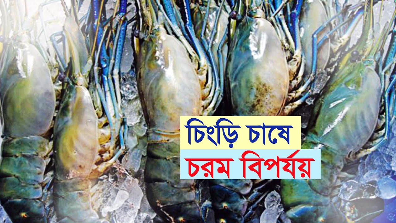 চিংড়ি চাষে চরম বিপর্যয় | Shatkhira | Shrimp | Fish | Agriculture | Dissaster | Business Report 2025