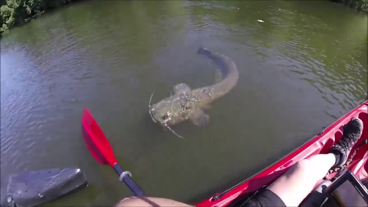 Giant Catfish on the Piscifun Honor 4000 Spinning Reel