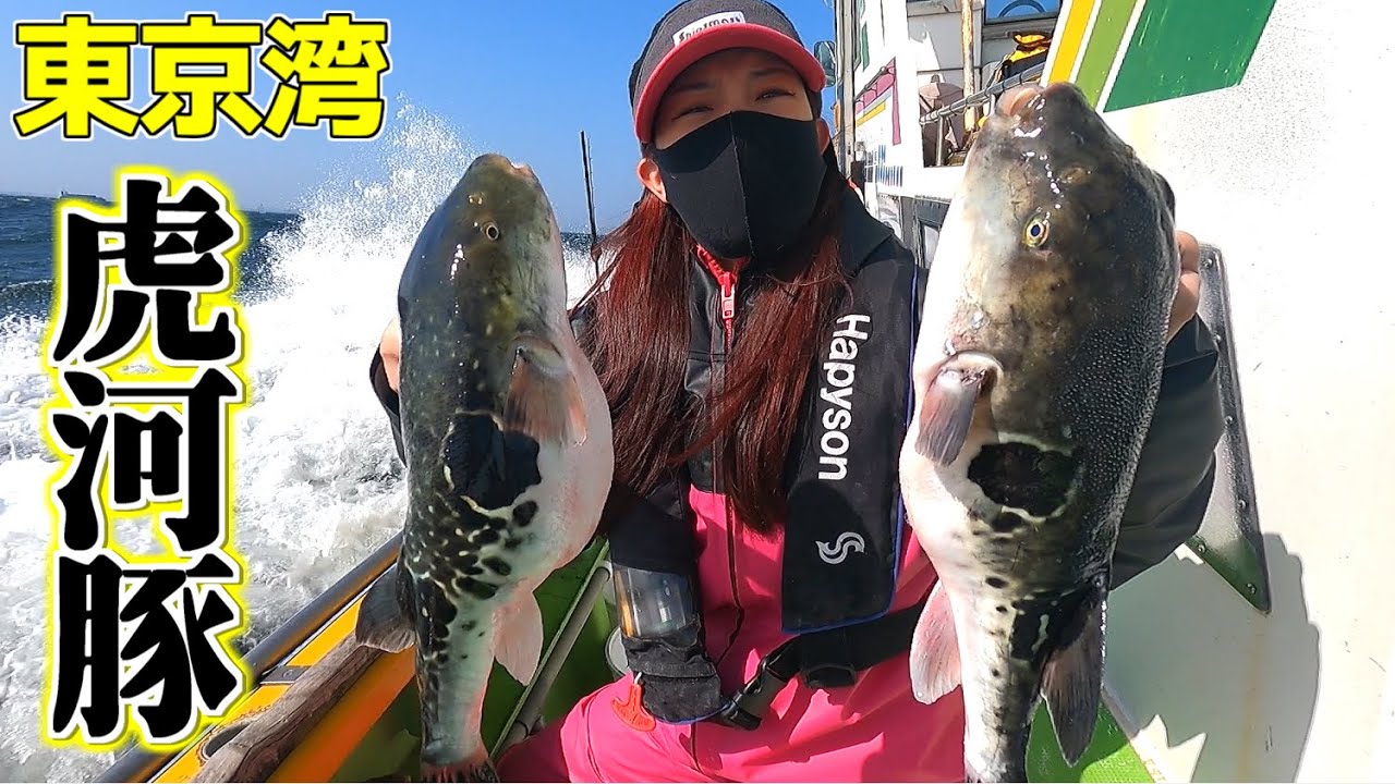 【トラフグ釣り】東京湾で天然虎河豚を狙う!!執念の2DAYS！仕掛け/釣り方解説【吉久】【湾フグ】
