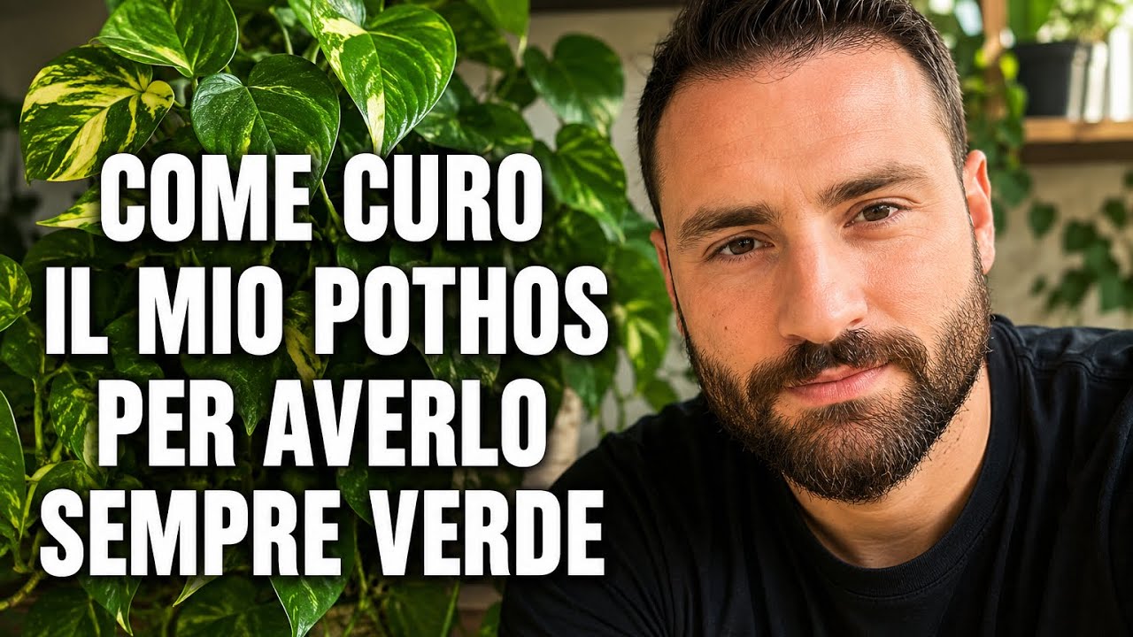 POTHOS consigli, cura e coltivazione