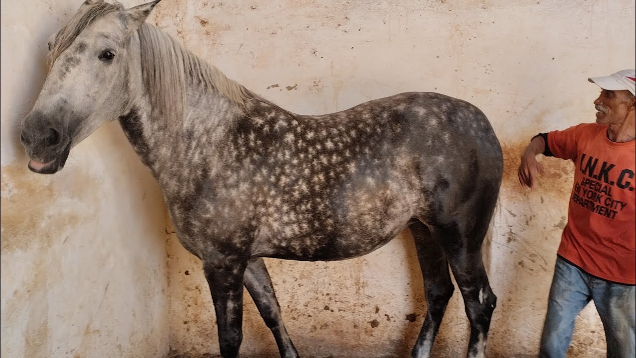 دريس موزون في ديعات صدقهي 🫂❤️🐴 اللهم بارك