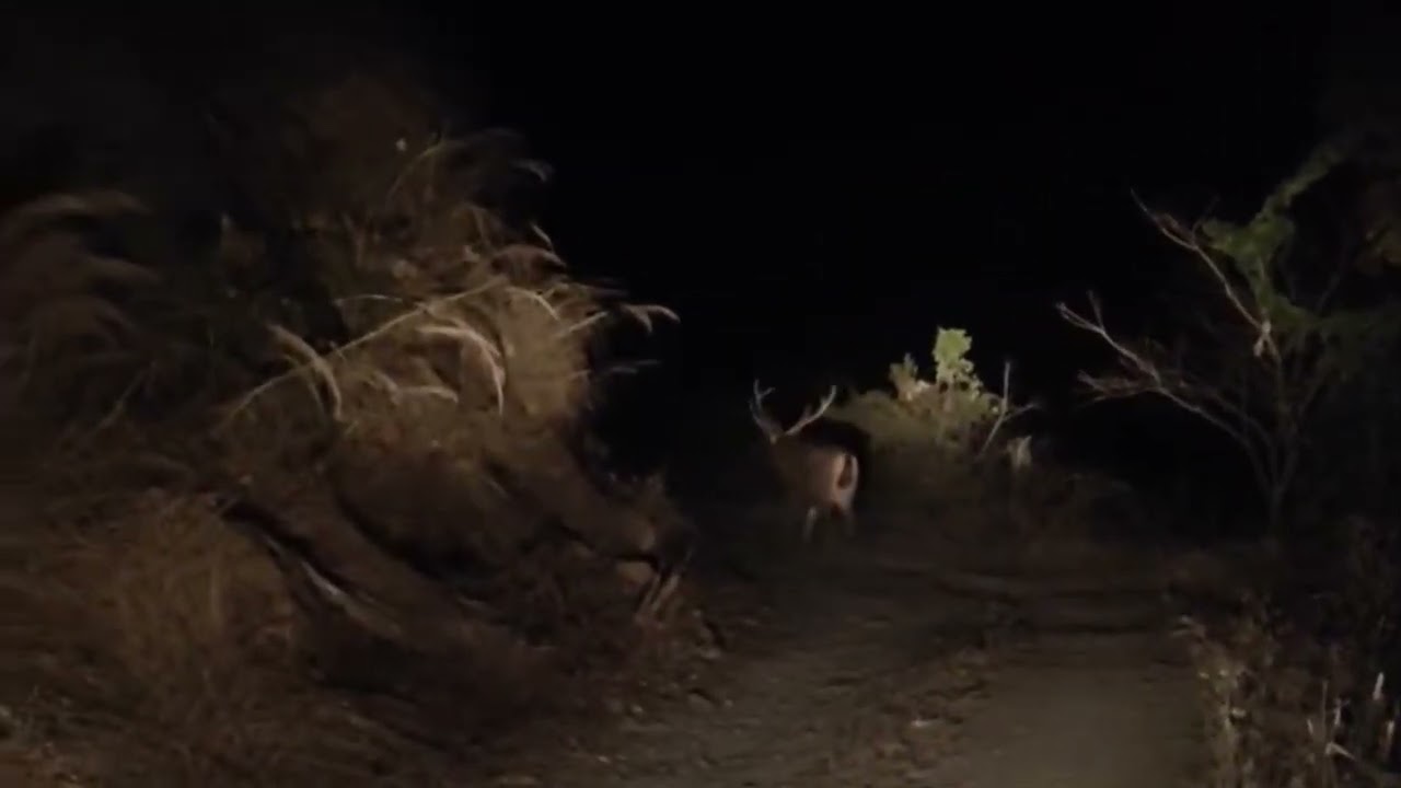 ये क्या हैं रोड़ पे कौन सा जानवर हैं 🙀🙀 #animals #night #nightdrive #uttarakhand 