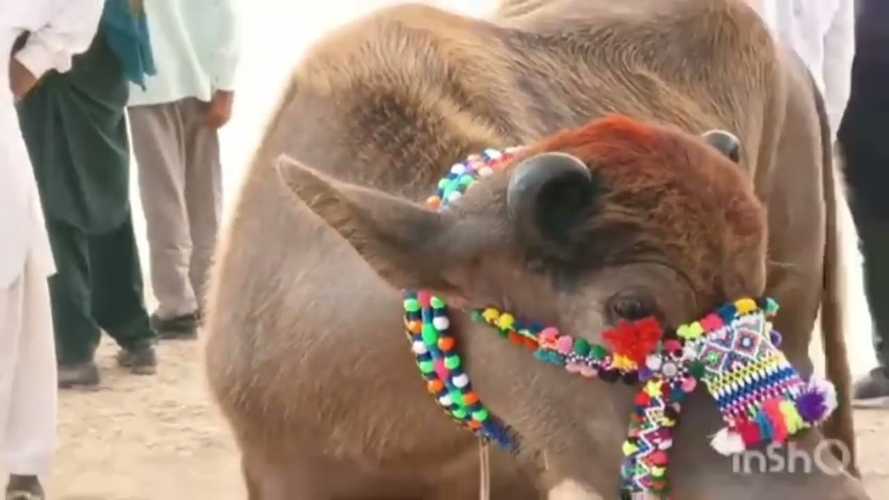 hodka mela ki jalak 2021😍👍👌 banni bhes#bannibuffalo,#bannibull,#vlog,#bannibullfight