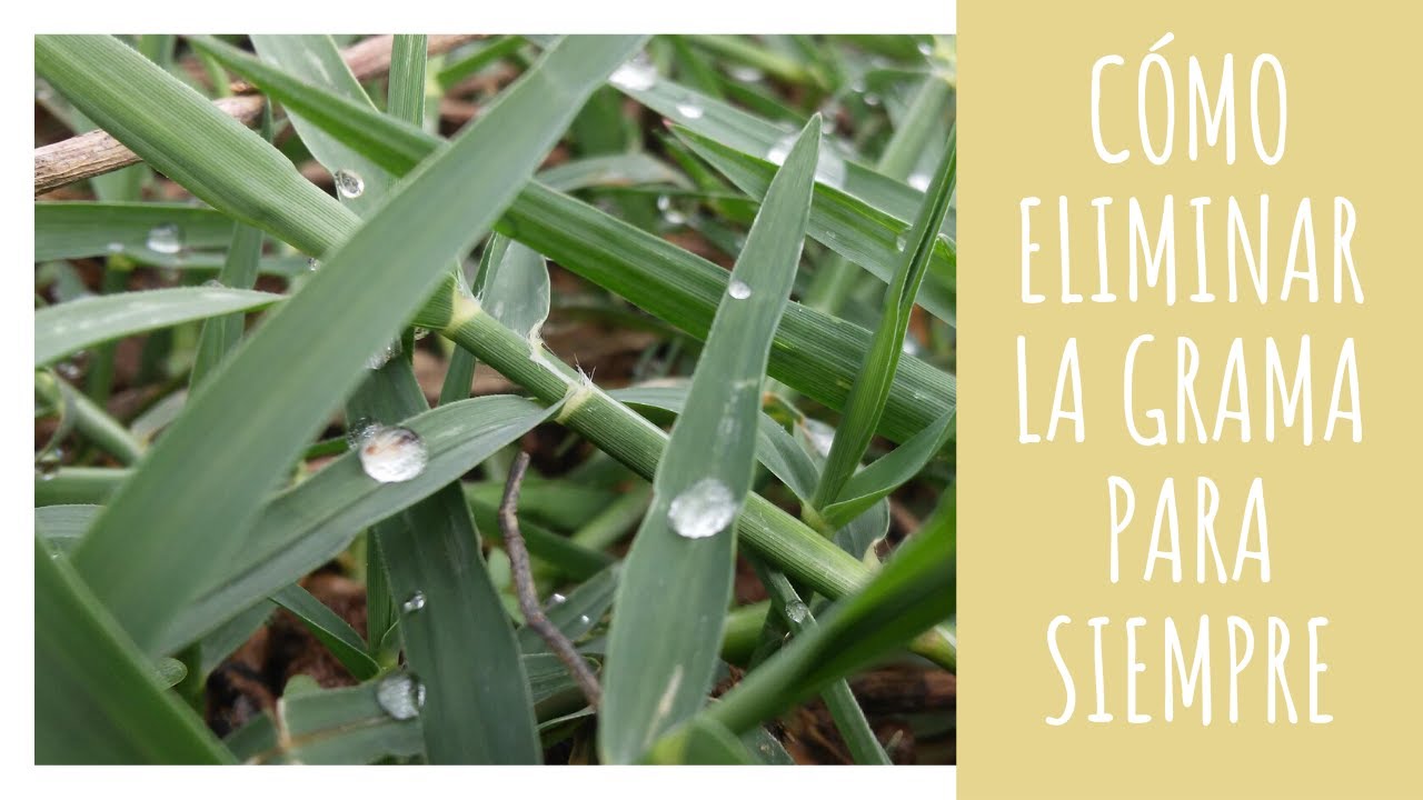 Cómo eliminar la grama para siempre | AGRICULTURA ECOLÓGICA