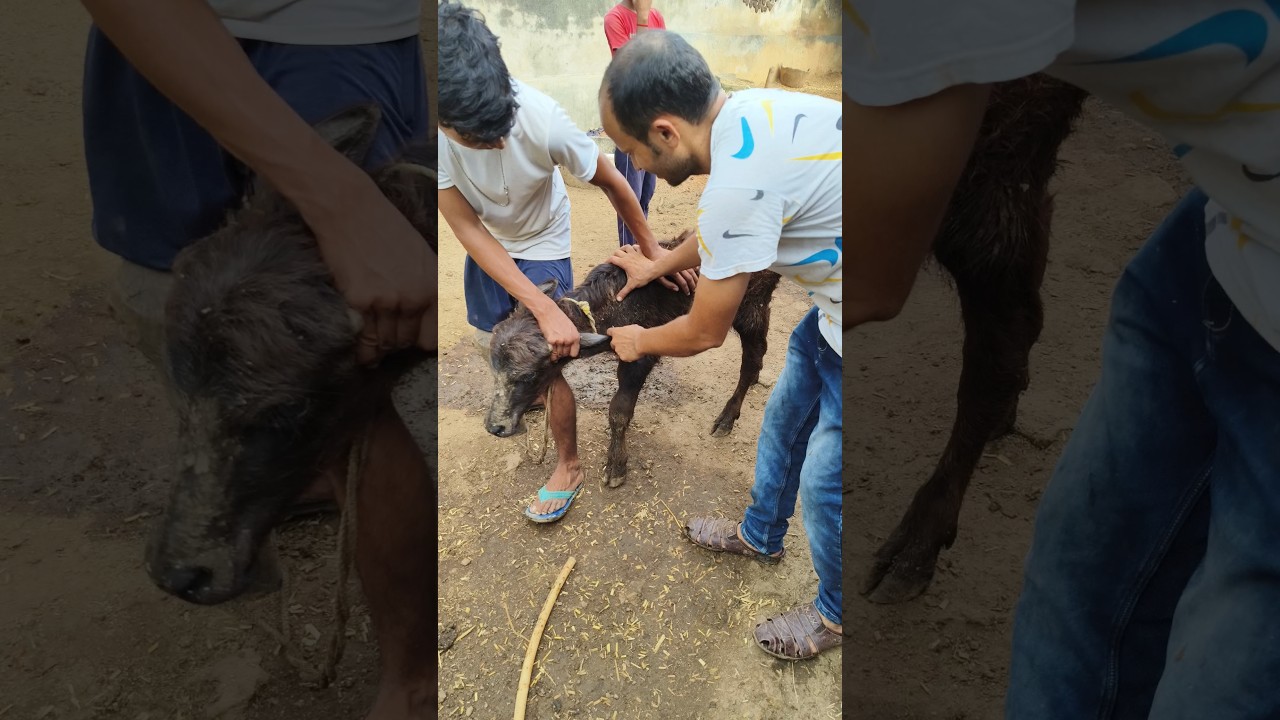 IM injection in a CALF#intramuscular injection in a buffalo calf