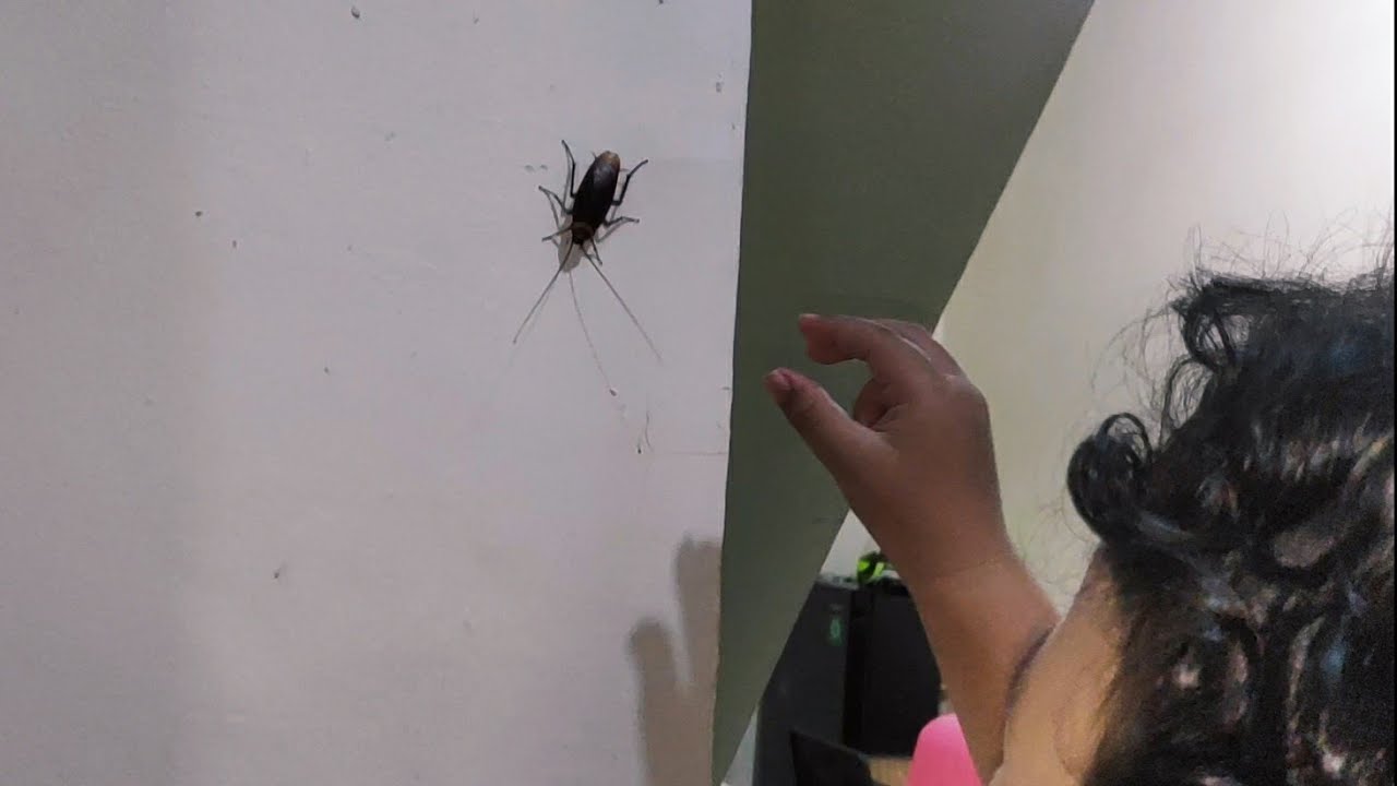 Dzil Berburu Kecoa di Rumah