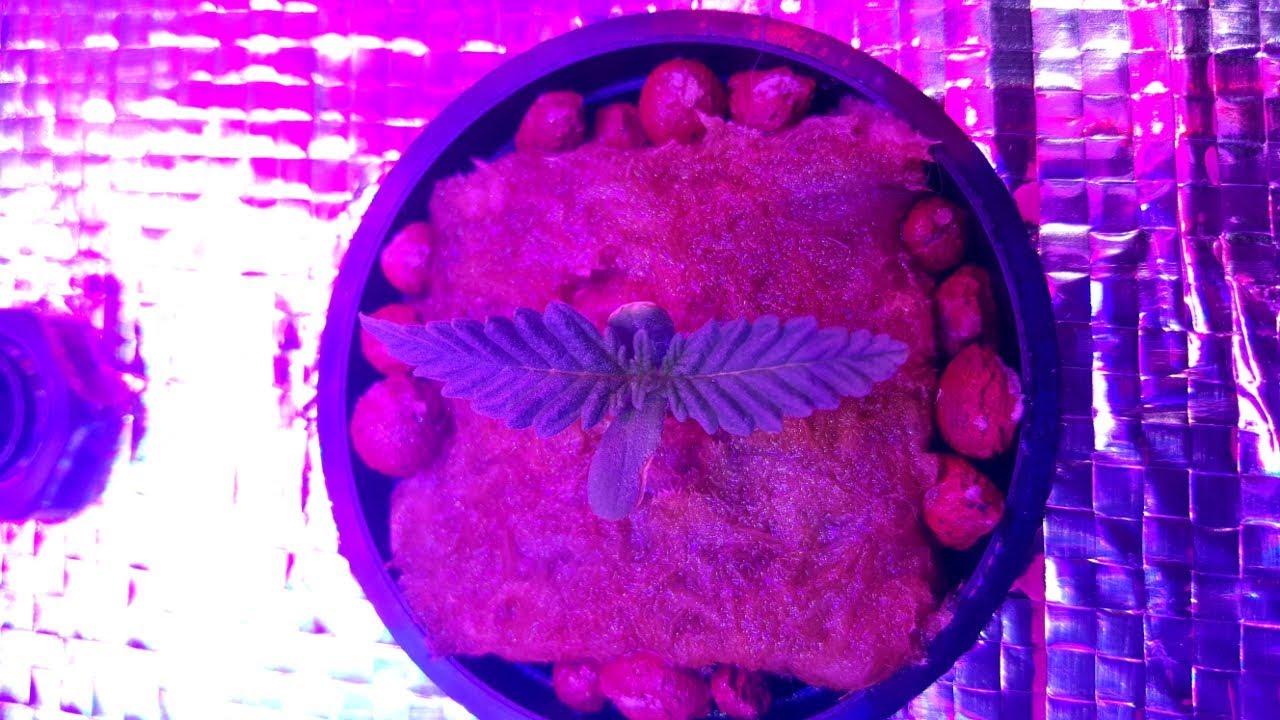 First Grow, Indoor Micro Grow, Afghani #1: Week 1