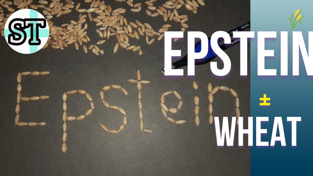 Writing Epstein&rsquo;s Name in Wheat: A Silent Protest Against a Scandal the World Won&rsquo;t Forget